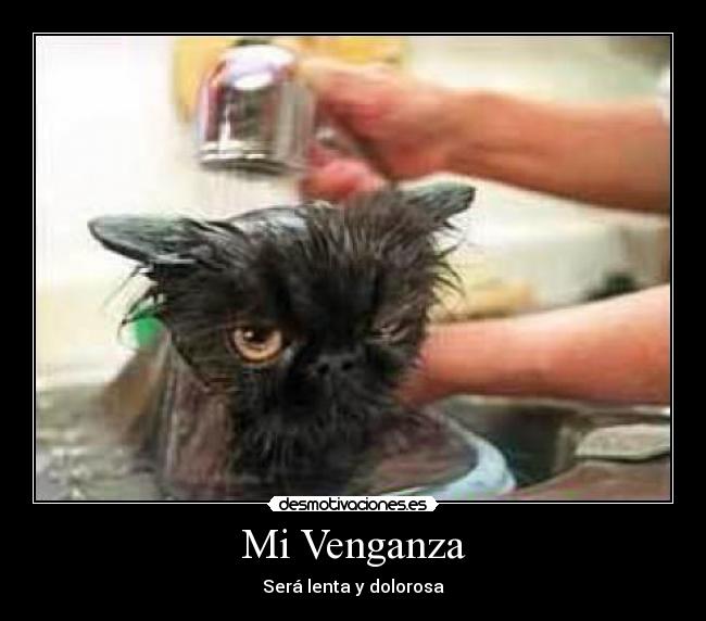 carteles gatosmojado desmotivaciones