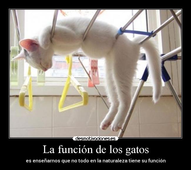 La función de los gatos - es enseñarnos que no todo en la naturaleza tiene su función