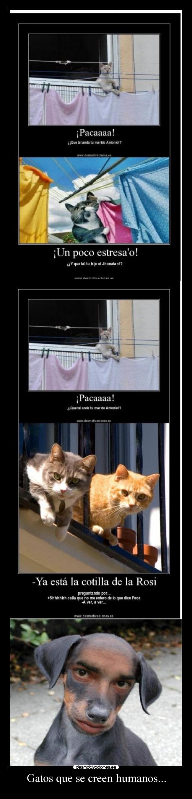Gatos que se creen humanos... -