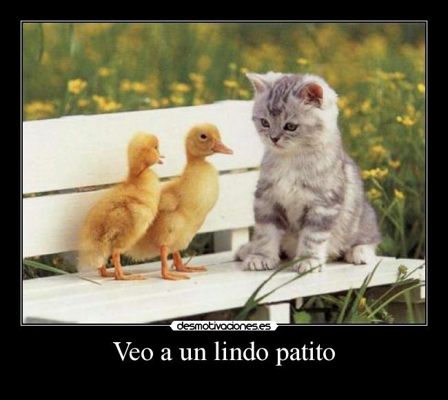Veo a un lindo patito - 