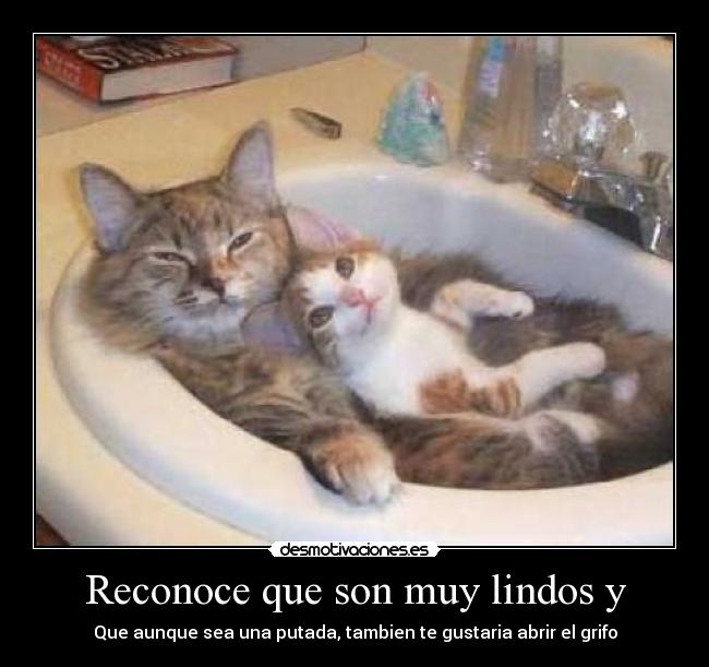 Reconoce que son muy lindos y - 