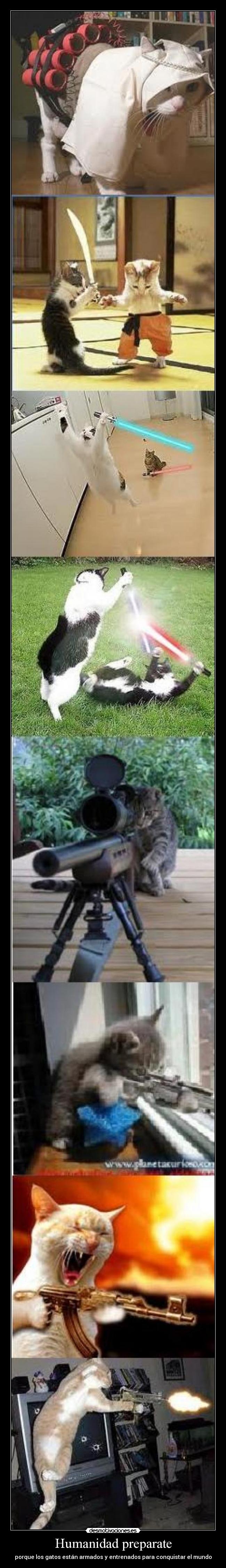 Humanidad preparate - porque los gatos están armados y entrenados para conquistar el mundo