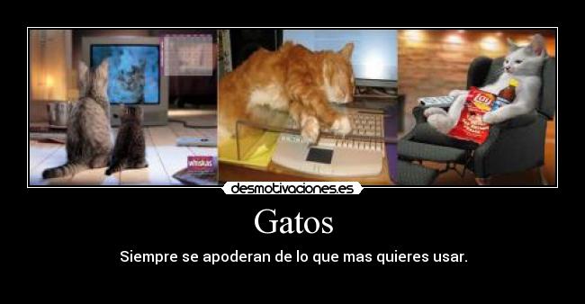 carteles gatos gatos posar usar apoderar apoderan desmotivaciones