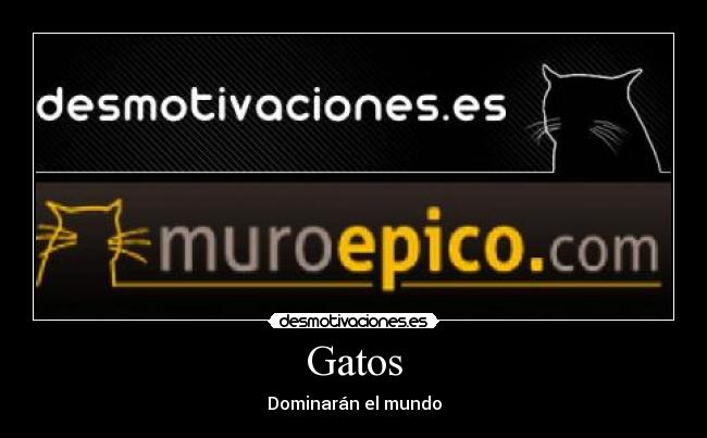 Gatos - 