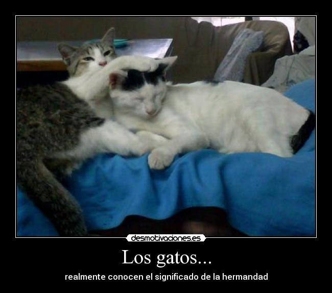 Los gatos... - 
