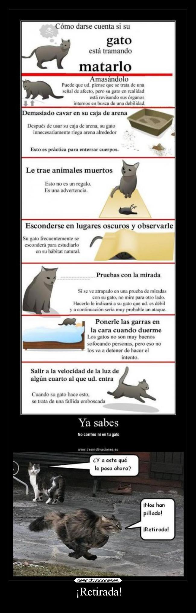 carteles gatos retirada desmotivaciones