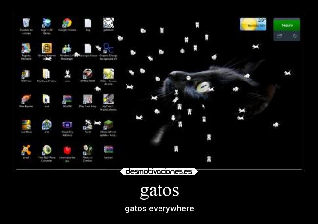 gatos - gatos everywhere