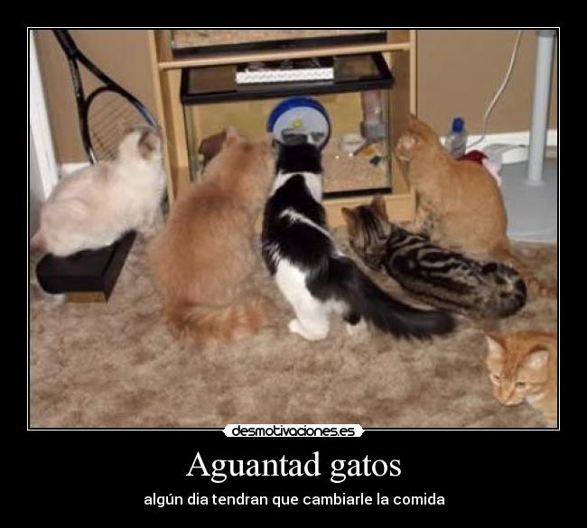 Aguantad gatos - 