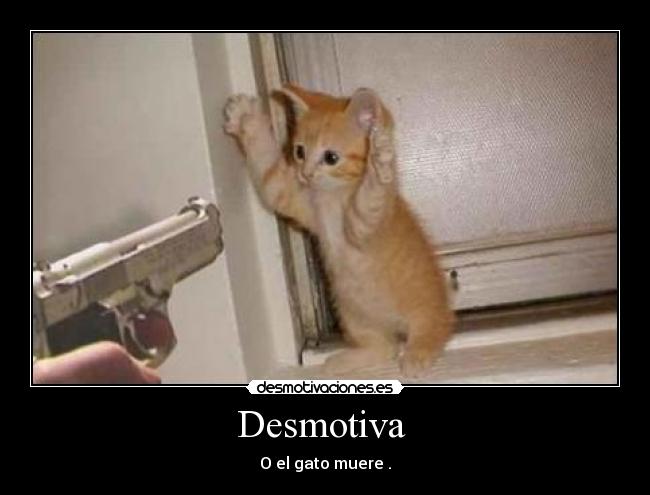 carteles gatos desmotivaciones masajes animales animalesgraciosos pistola gatosconlamanosarriva desmotivaciones