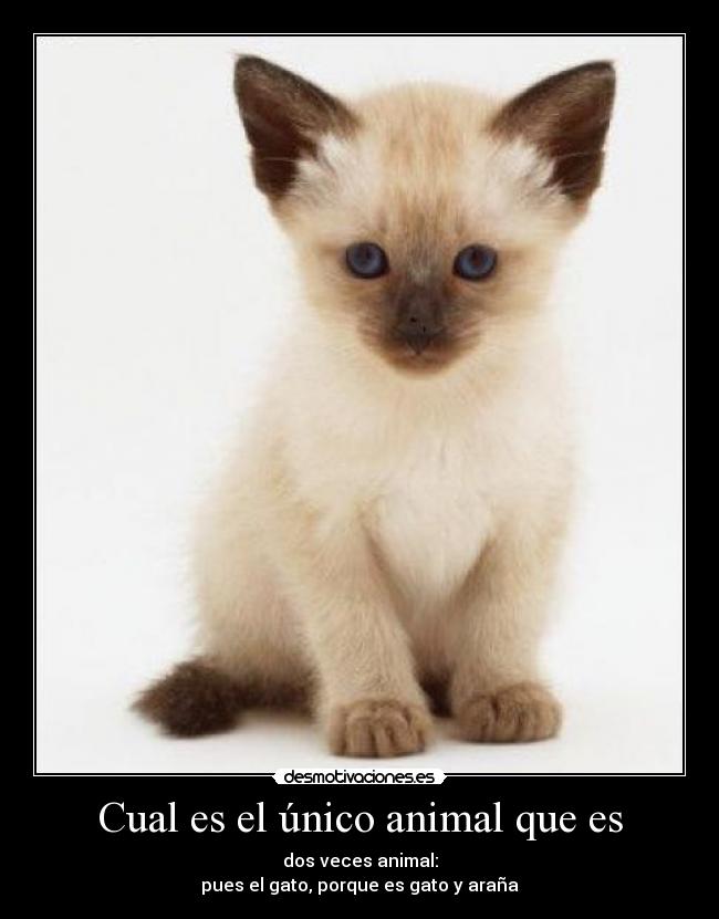 Cual es el único animal que es - dos veces animal:
pues el gato, porque es gato y araña