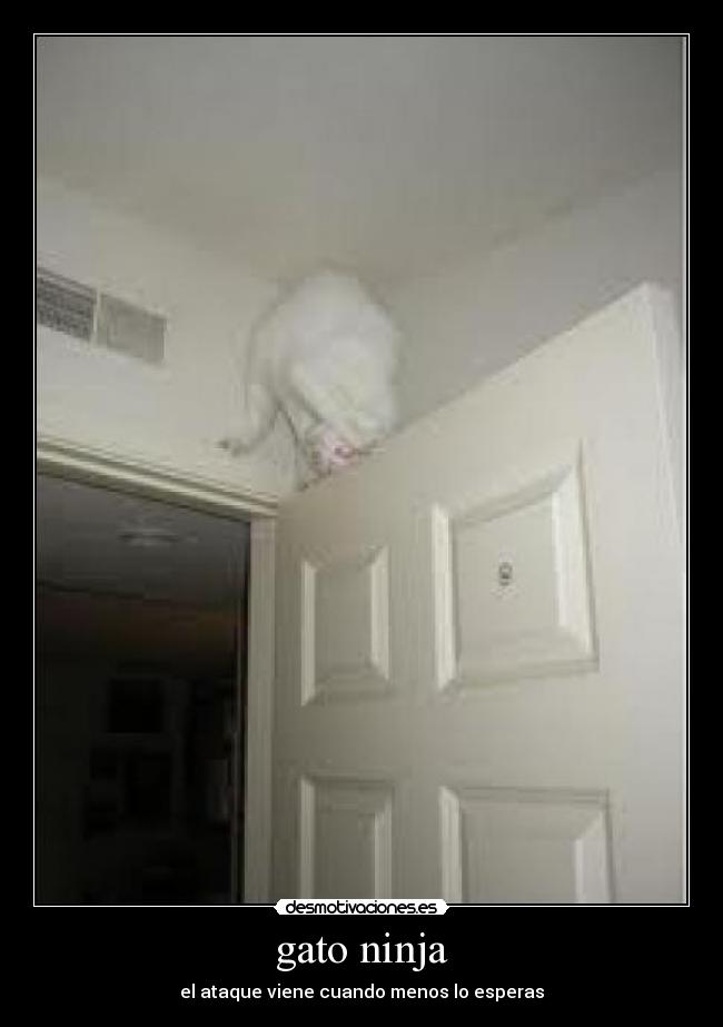 gato ninja - 