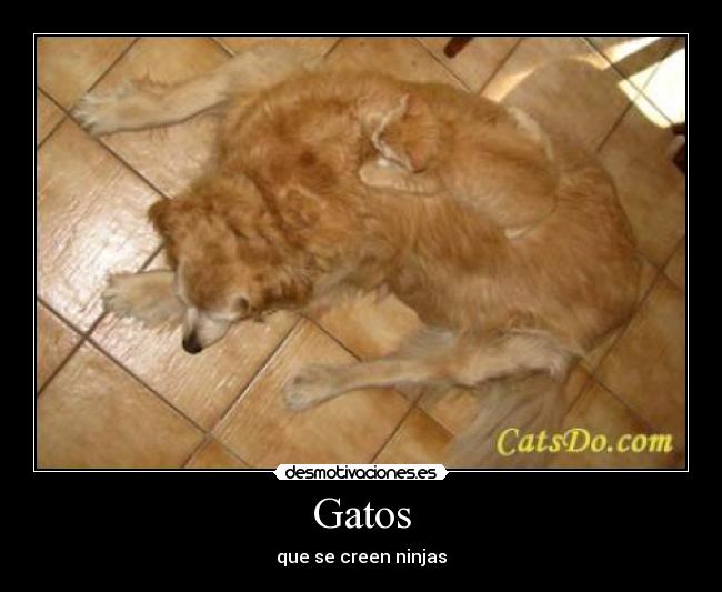carteles gatos saaritaa96 desmotivaciones