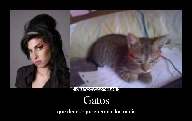 Gatos - que desean parecerse a las canis