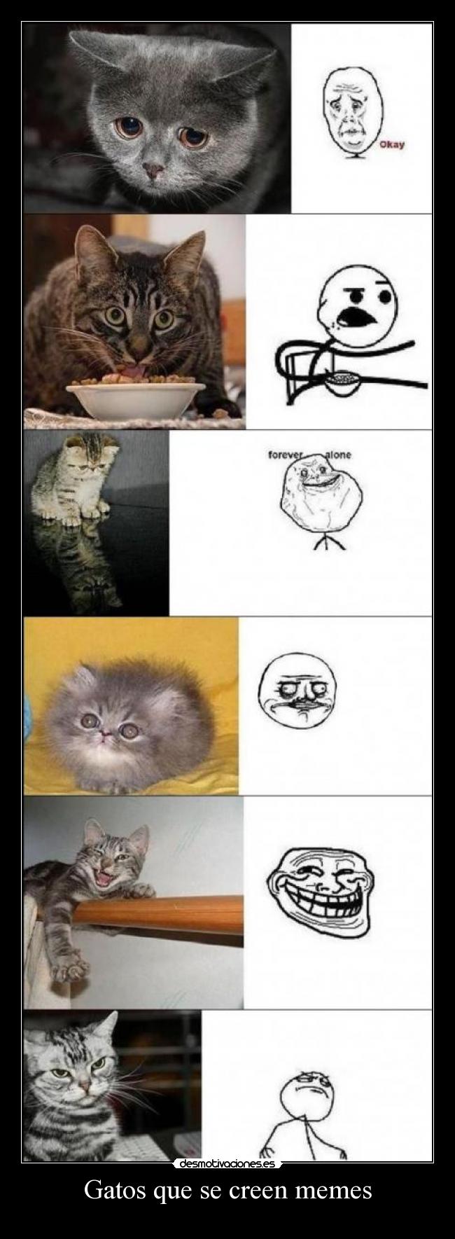 Gatos que se creen memes -