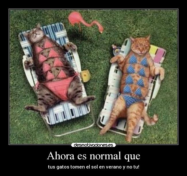 Ahora es normal que - tus gatos tomen el sol en verano y no tu!