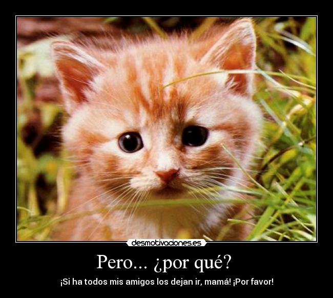 Pero... ¿por qué? - ¡Si ha todos mis amigos los dejan ir, mamá! ¡Por favor!