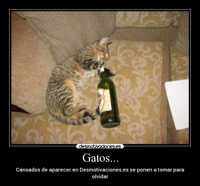 Gatos... - Cansados de aparecer en Desmotivaciones.es se ponen a tomar para olvidar