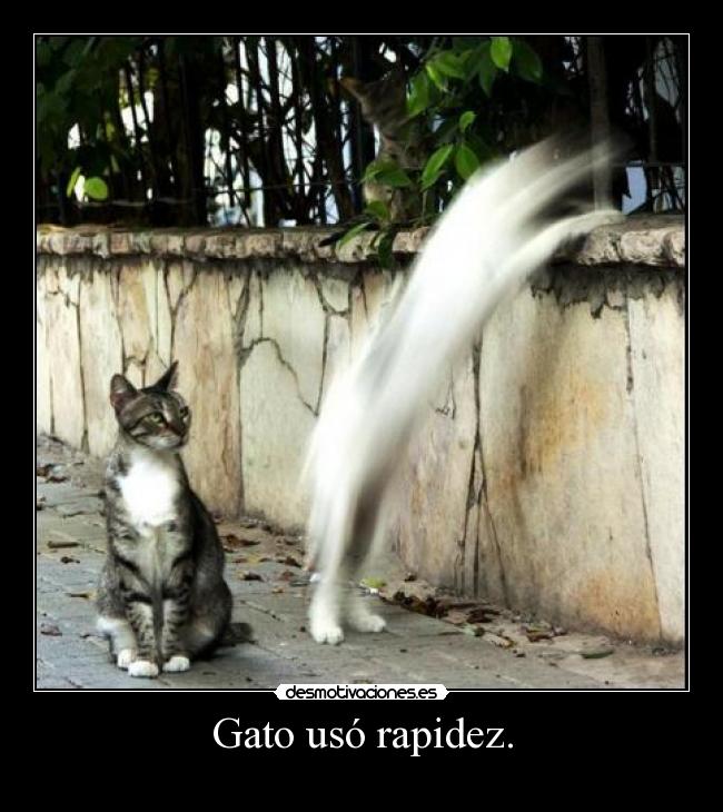 Gato usó rapidez. - 