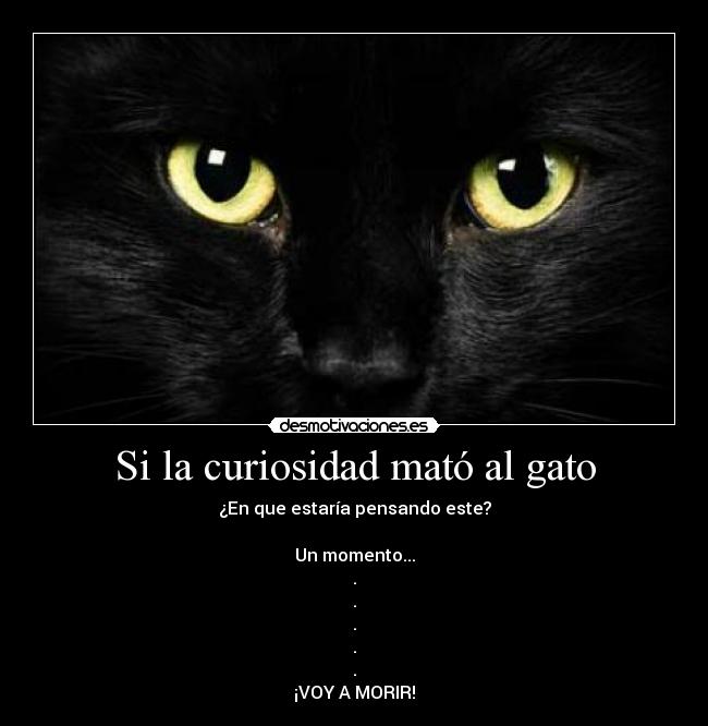Si la curiosidad mató al gato - ¿En que estaría pensando este?

Un momento...
.
.
.
.
.
¡VOY A MORIR!