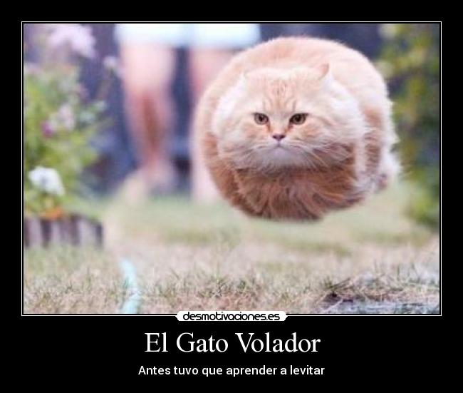 carteles gatosvolador desmotivaciones