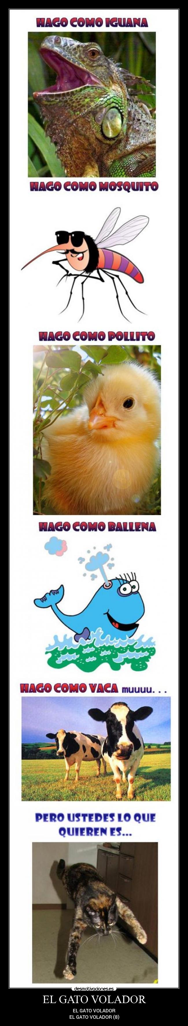 EL GATO VOLADOR - 