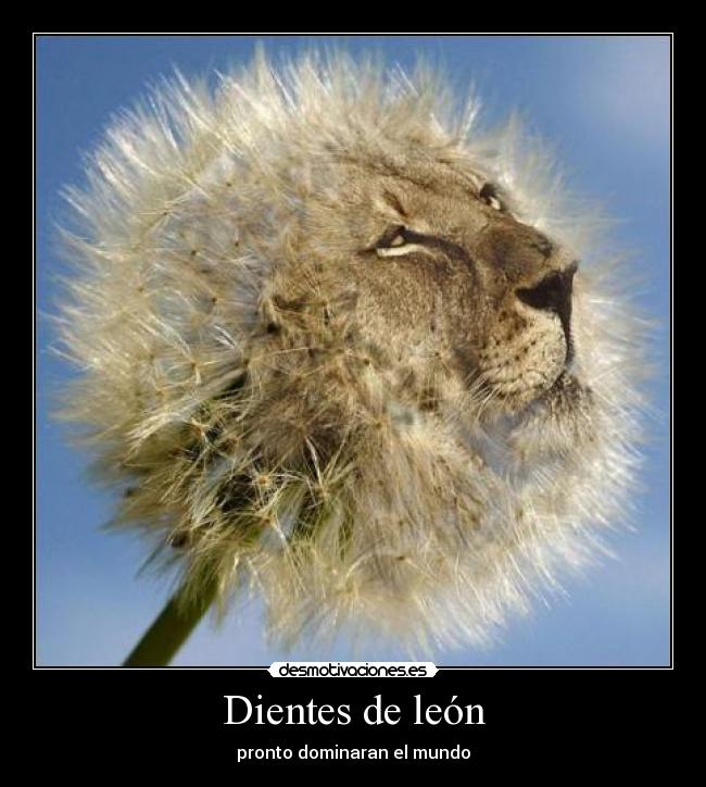 Dientes de león - pronto dominaran el mundo