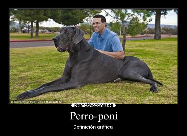 Perro-poni -