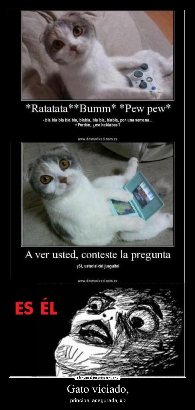 Gato viciado, - principal asegurada, xD
