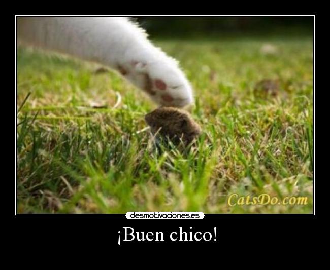 ¡Buen chico! -