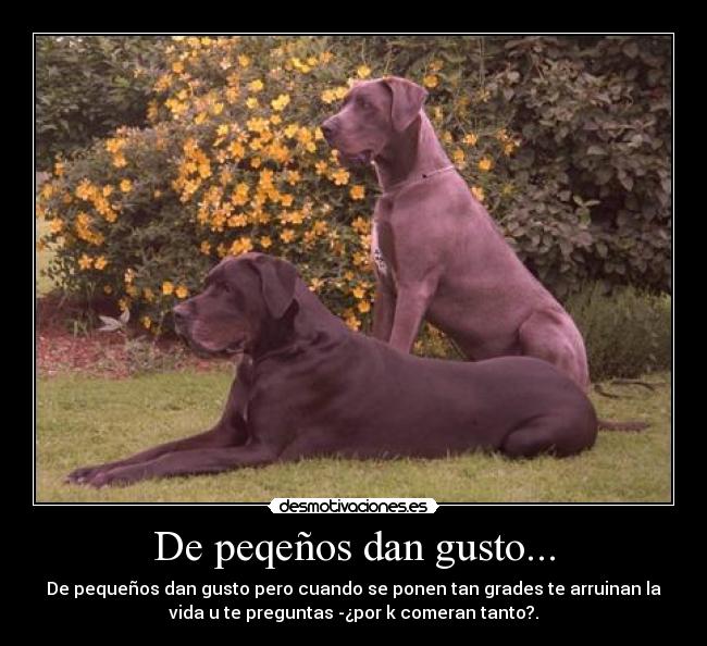 De peqeños dan gusto... -