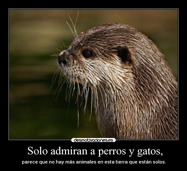  Solo admiran a perros y gatos, - 