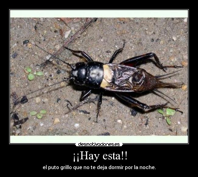 ¡¡Hay esta!! - el puto grillo que no te deja dormir por la noche.