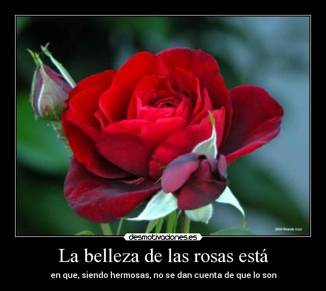 La belleza de las rosas está -