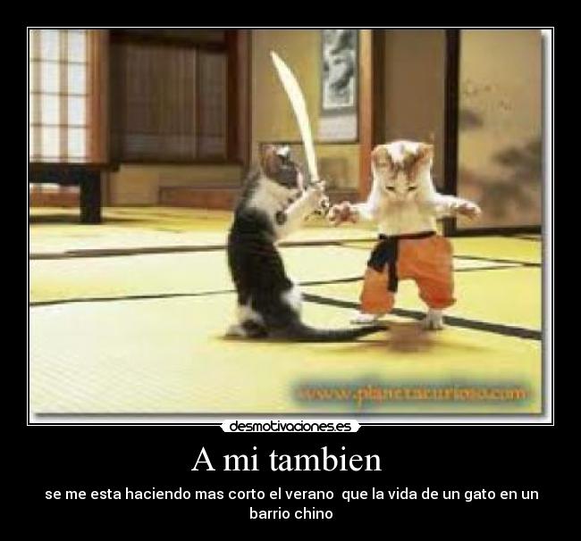 A mi tambien  - se me esta haciendo mas corto el verano  que la vida de un gato en un barrio chino
