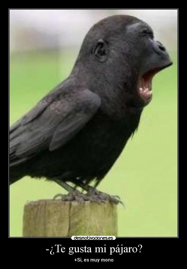 -¿Te gusta mi pájaro? - 