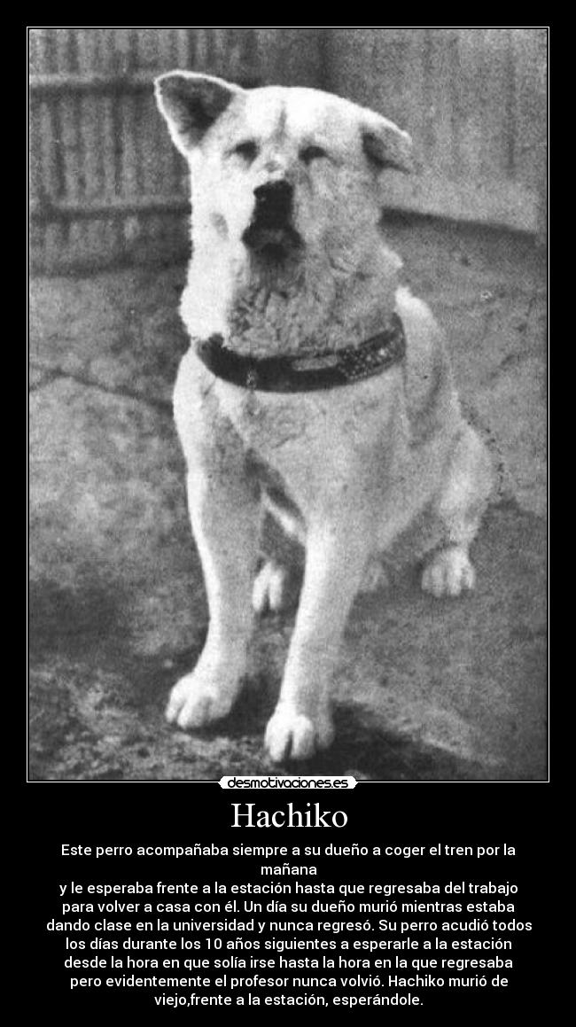 Hachiko - Este perro acompañaba siempre a su dueño a coger el tren por la
mañana
y le esperaba frente a la estación hasta que regresaba del trabajo
para volver a casa con él. Un día su dueño murió mientras estaba
dando clase en la universidad y nunca regresó. Su perro acudió todos
los días durante los 10 años siguientes a esperarle a la estación
desde la hora en que solía irse hasta la hora en la que regresaba
pero evidentemente el profesor nunca volvió. Hachiko murió de
viejo,frente a la estación, esperándole.