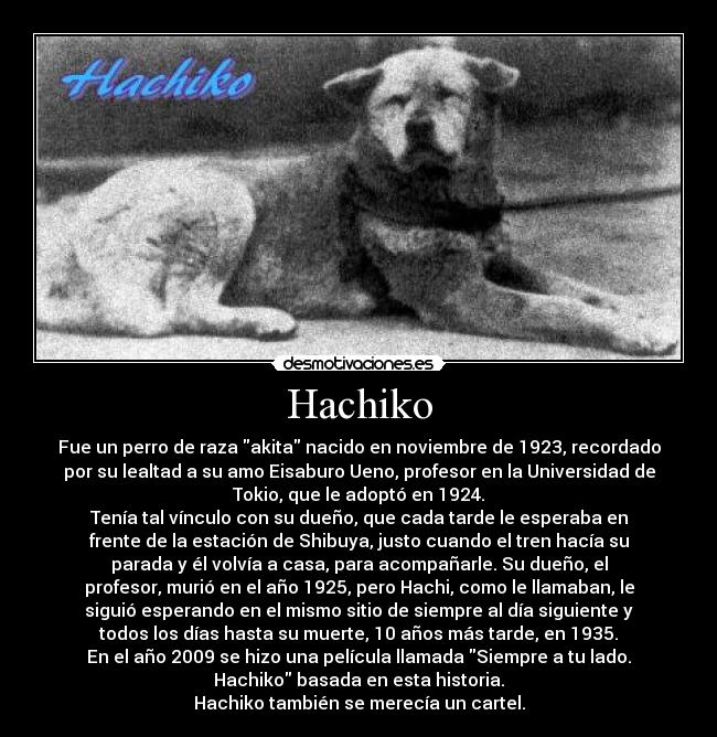 Hachiko - Fue un perro de raza akita nacido en noviembre de 1923, recordado
por su lealtad a su amo Eisaburo Ueno, profesor en la Universidad de
Tokio, que le adoptó en 1924.
Tenía tal vínculo con su dueño, que cada tarde le esperaba en
frente de la estación de Shibuya, justo cuando el tren hacía su
parada y él volvía a casa, para acompañarle. Su dueño, el
profesor, murió en el año 1925, pero Hachi, como le llamaban, le
siguió esperando en el mismo sitio de siempre al día siguiente y
todos los días hasta su muerte, 10 años más tarde, en 1935.
En el año 2009 se hizo una película llamada Siempre a tu lado.
Hachiko basada en esta historia.
Hachiko también se merecía un cartel.