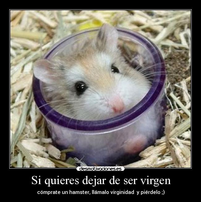 Si quieres dejar de ser virgen - cómprate un hamster, llámalo virginidad y piérdelo ;)