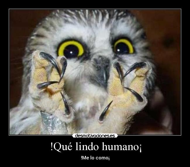 !Qué lindo humano¡ - 