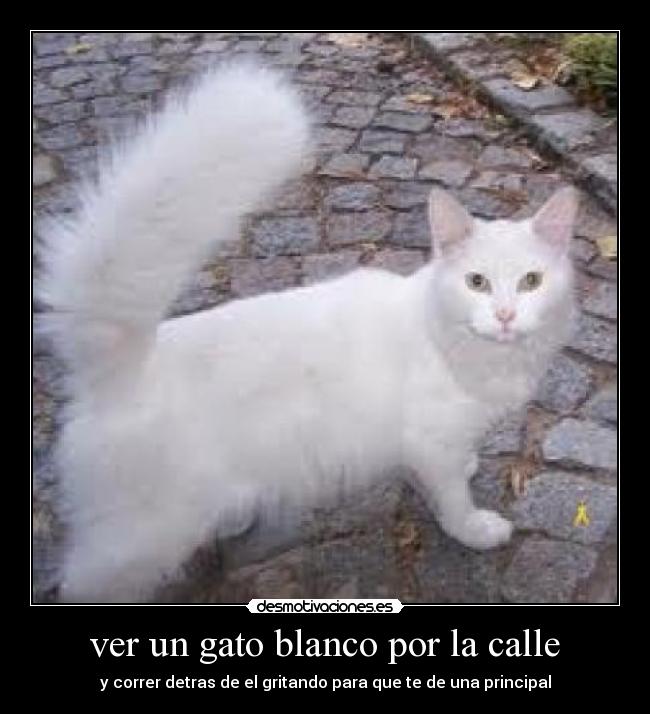 ver un gato blanco por la calle - y correr detras de el gritando para que te de una principal