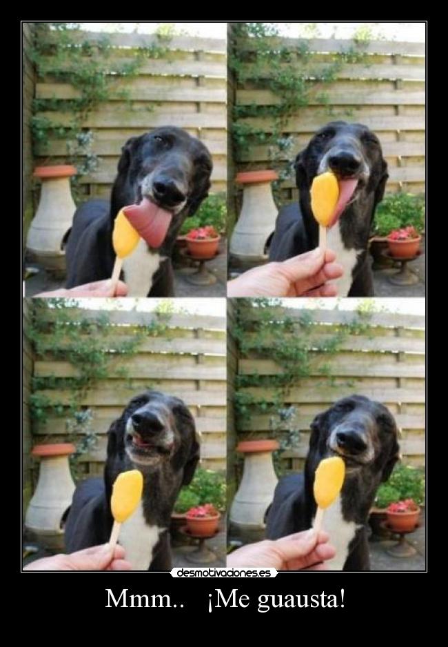 Mmm..   ¡Me guausta! - 