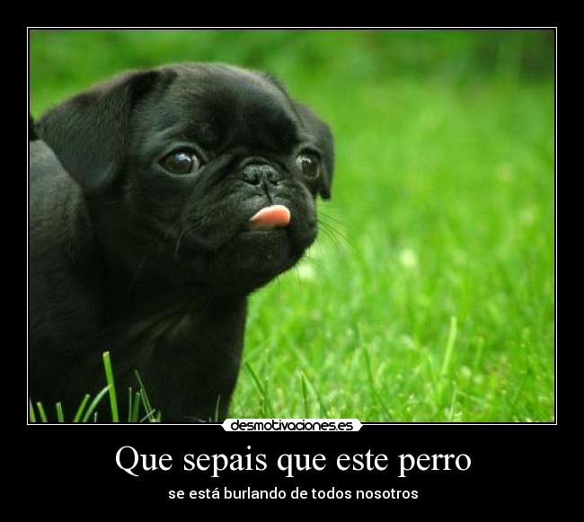 Que sepais que este perro -