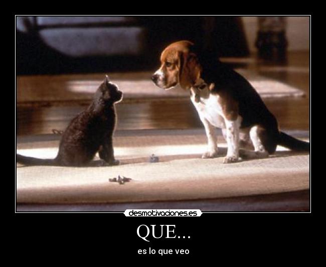 QUE... - es lo que veo