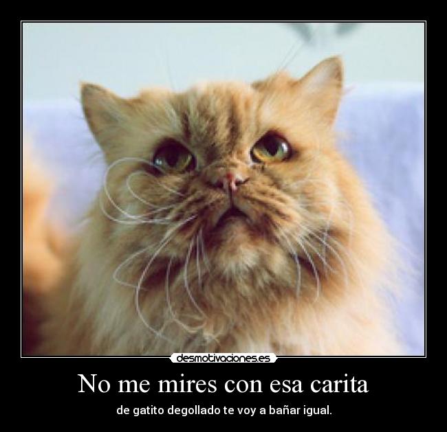 No me mires con esa carita - de gatito degollado te voy a bañar igual.