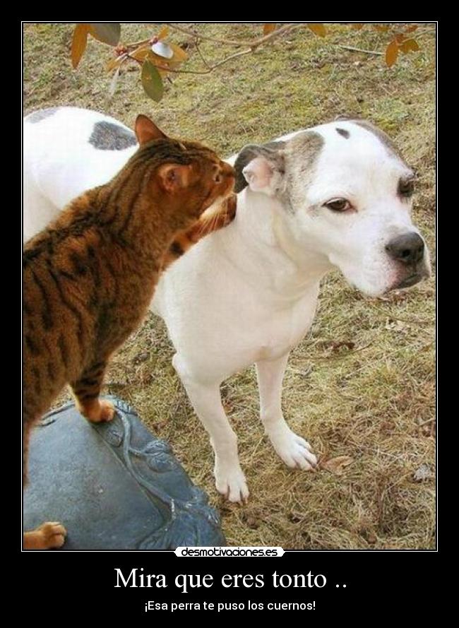 Mira que eres tonto .. - 