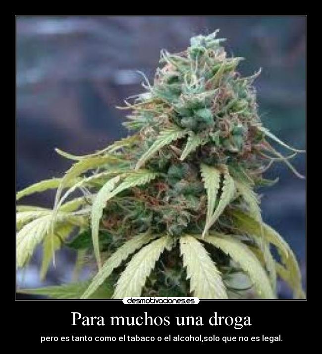 carteles droga desmotivaciones