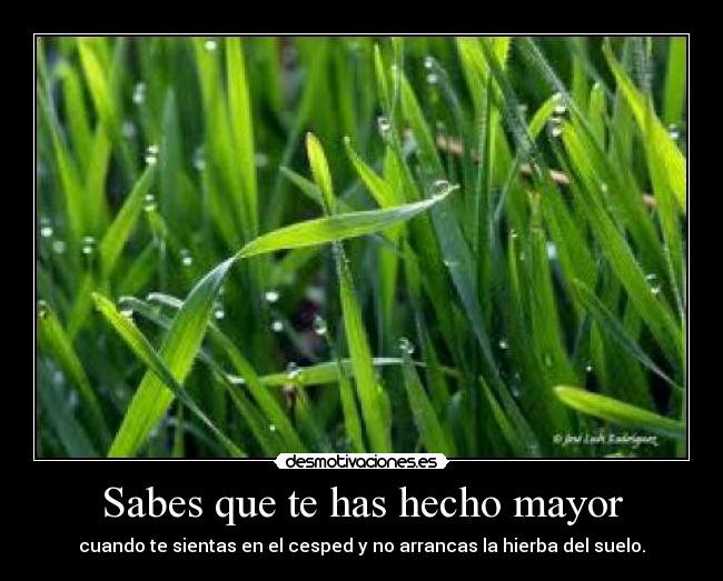 Sabes que te has hecho mayor - cuando te sientas en el cesped y no arrancas la hierba del suelo.