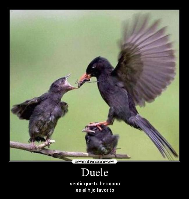 Duele -