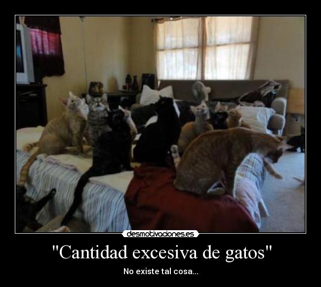 Cantidad excesiva de gatos - 