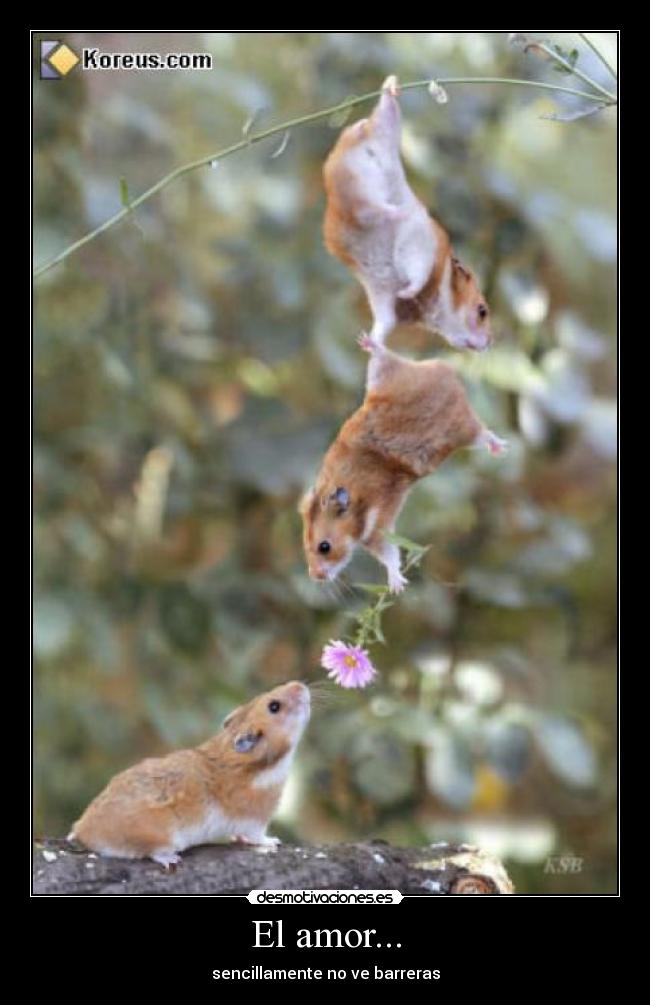 El amor... - sencillamente no ve barreras